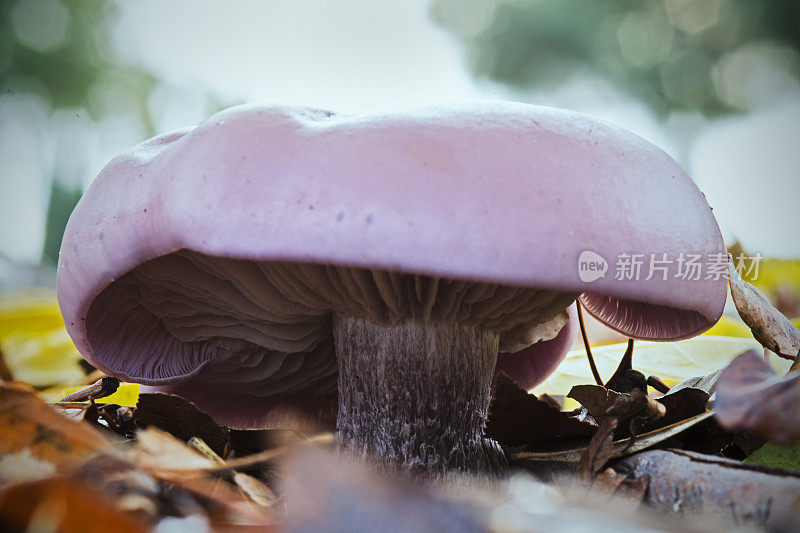 紫blewit蘑菇，Lepista nuda